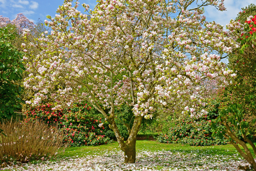 A beautiful Magnolia tree.