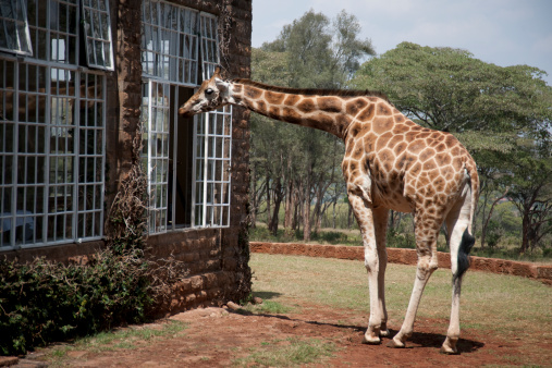 basic watercolor wash