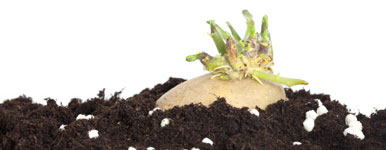 potato tuber sprouting