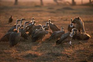 hyenas and vultures feeding