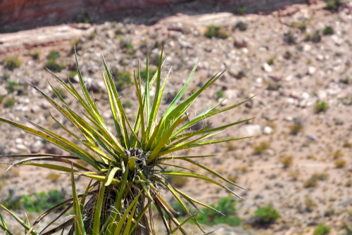 Spiked yucca plant with a rocky brown background
