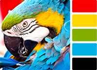 A picture of a parrot with color swatches on the side 