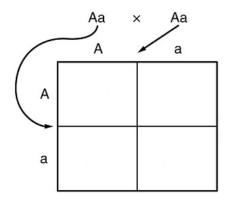 Generation 2 Punnett square