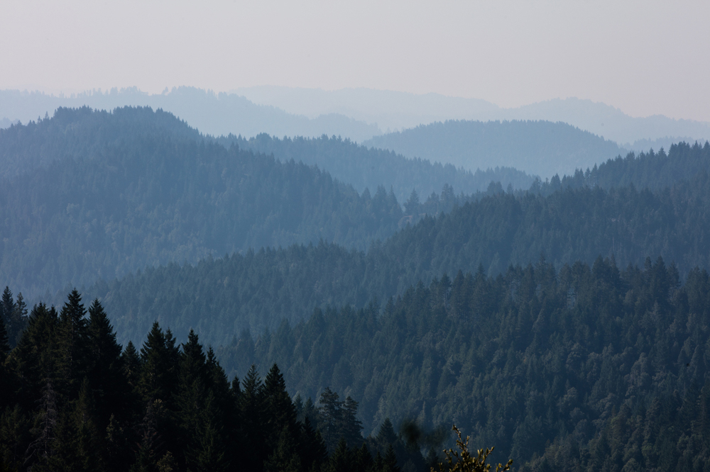 An unbroken forest of redwood trees growing in Northern California.