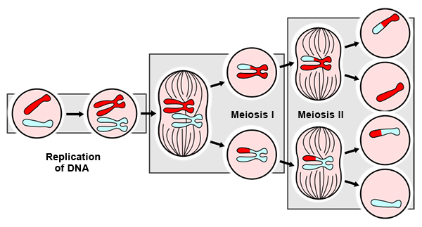 Meisos Diagram