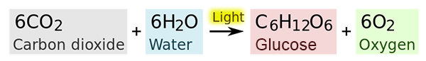 Photosynthesis Equation