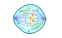 Prometaphase