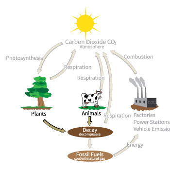 Carbon Cycle