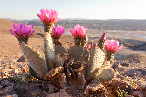 Blooming Beaver Tail Cactus, Opuntia basilaris, in desolate Mojave Desert landscape, Southern California, USA