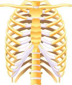 Rib cage