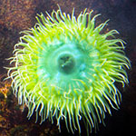 basic watercolor wash