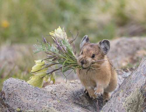 This Pika has clipped off flowers and is running to its secret storage hiding place to store them for a cold winter's day.
