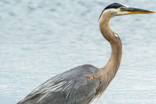 Blue Heron Close-Up
