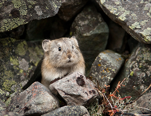 Northern Pika among stones covered with lichen.
