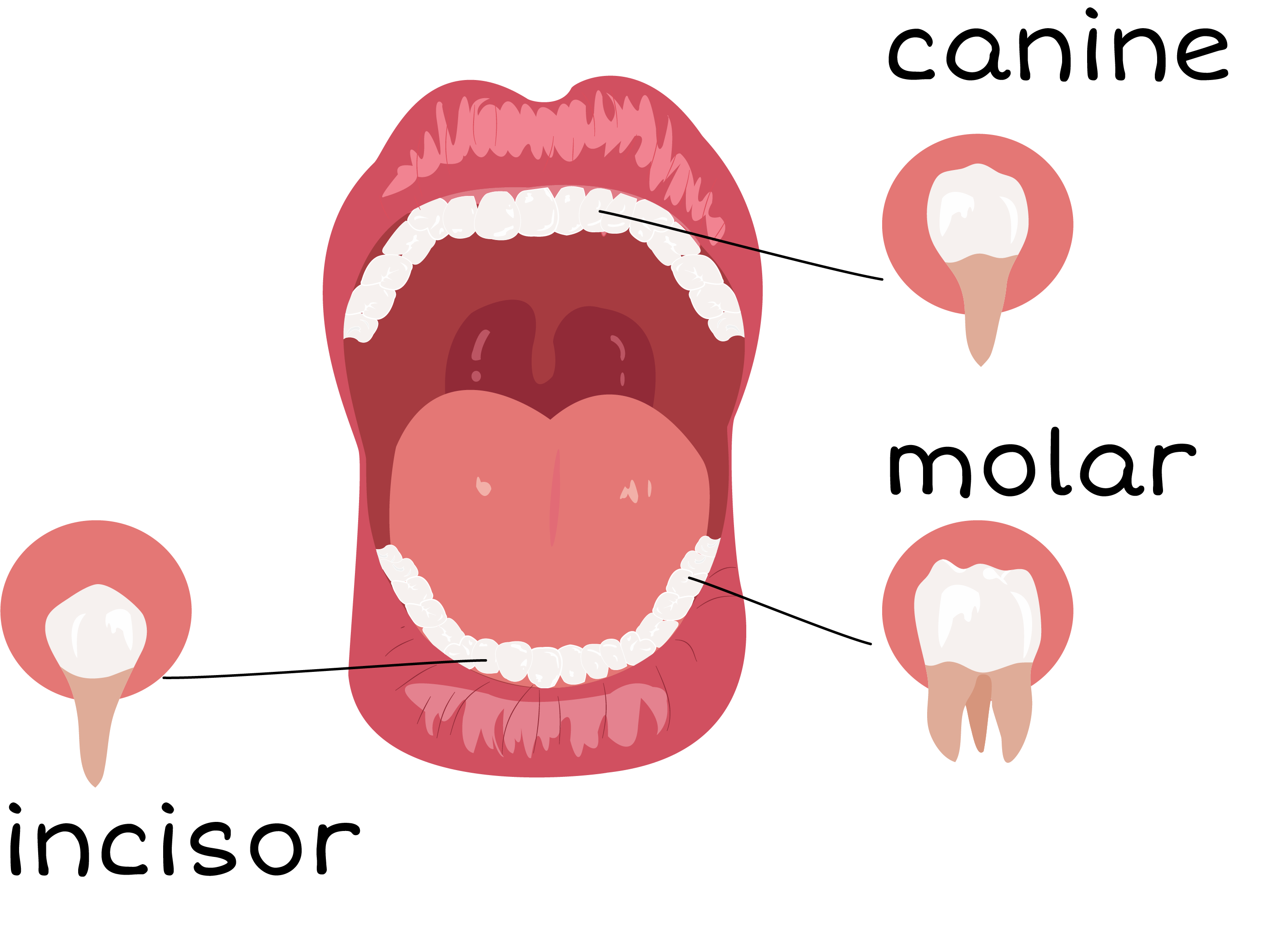 human teeth