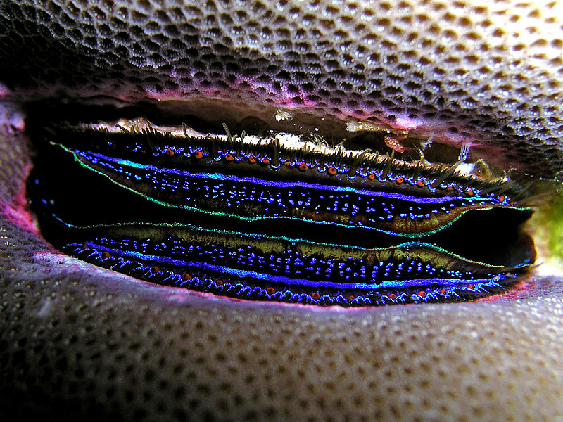 By Nhobgood Nick Hobgood (Own work) [CC-BY-SA-3.0 (http://creativecommons.org/licenses/by-sa/3.0) or GFDL (http://www.gnu.org/copyleft/fdl.html)], via Wikimedia Commons