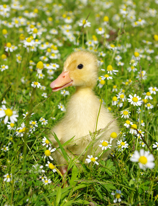duckling in weeds