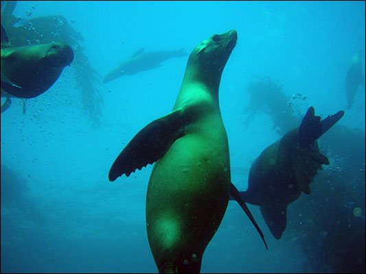 Playful California sea lions in the kelp forest off San Miguel Island. California, Channel Islands NMS. Claire Fackler.