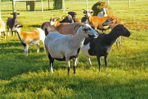 Herd of goats (Texan sheep) on a ranch in Texas.