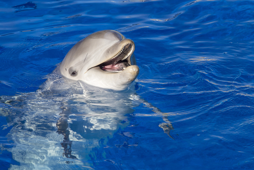 Portrait of a bottlenose dolphin.