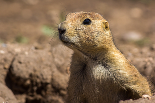 Prairie dog checking out.