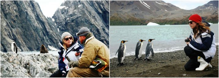 penguins