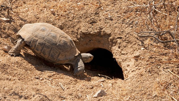 Desert Tortoise Entering a Burrow