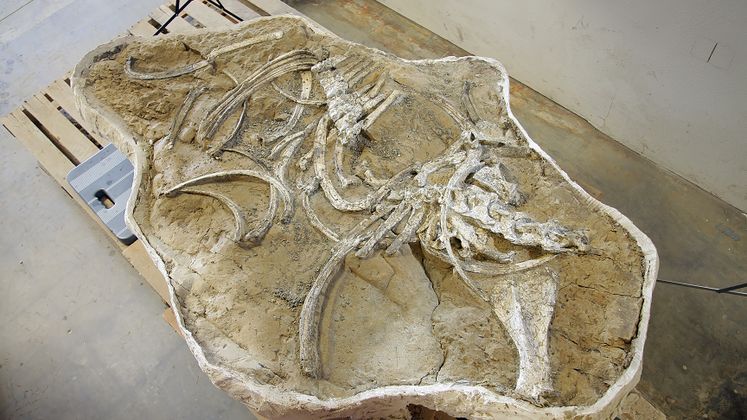 SCE Fossil Find to Get Its First Public Viewing