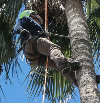 Staying Safe While Trimming Trees