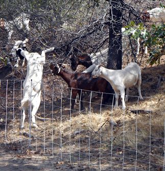 Technologies That Clear Forest of Flammable Debris on Display at Shaver Lake 