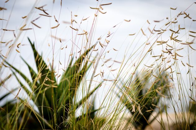 Huntington Beach Drought Tolerant Landscaping Project