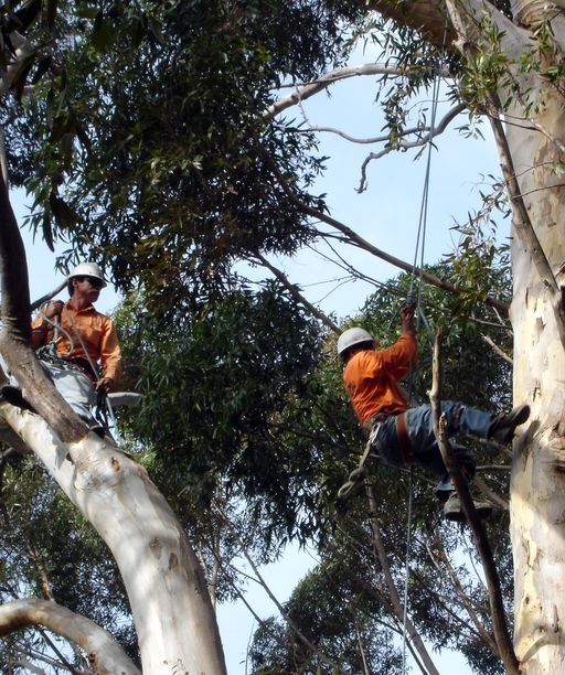 초목 재배 안전에 대해 배우세요 