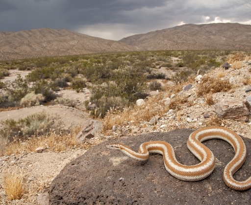 DesertRosyBoa_JackGoldfarb