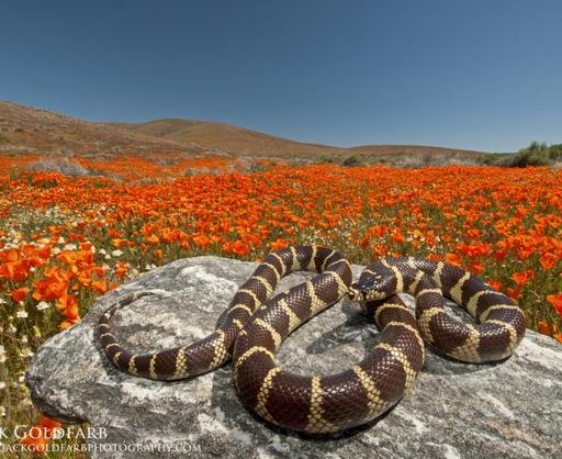 CaliforniaKingsnake_JackGoldfarb