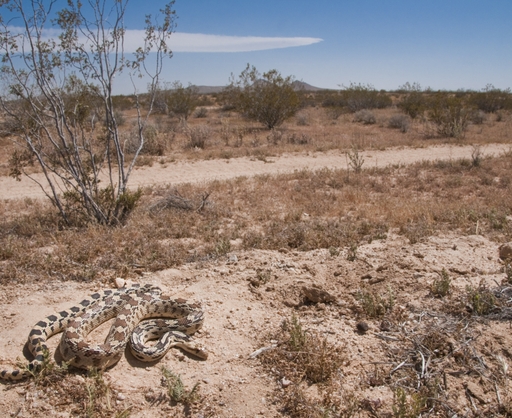 GreatBasinGophersnake_JackGoldfarb