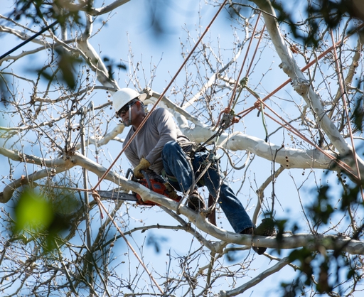 Tree+Trimming7_3-15-19