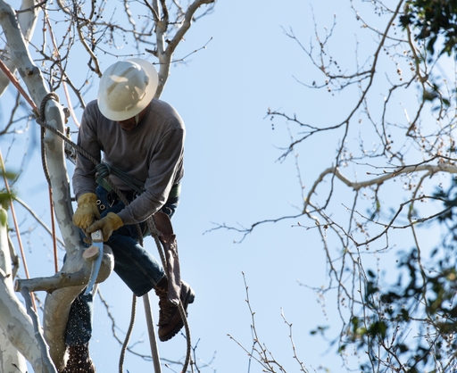 Tree+trimming4_Elisa+Ferrari_3-15-19