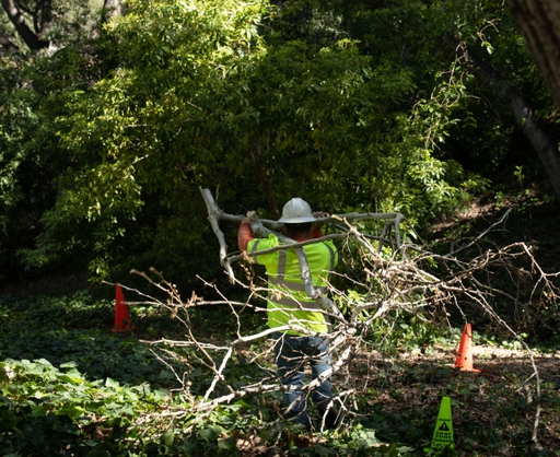 Tree+Trimming6_Elisa+Ferrari_3-15-19