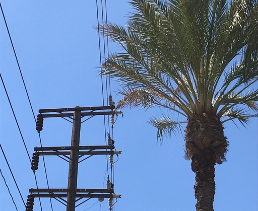 Haard+tree_Date+palm.