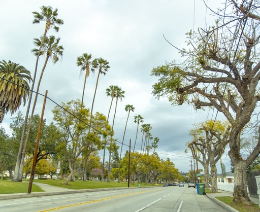 palm tree removal program