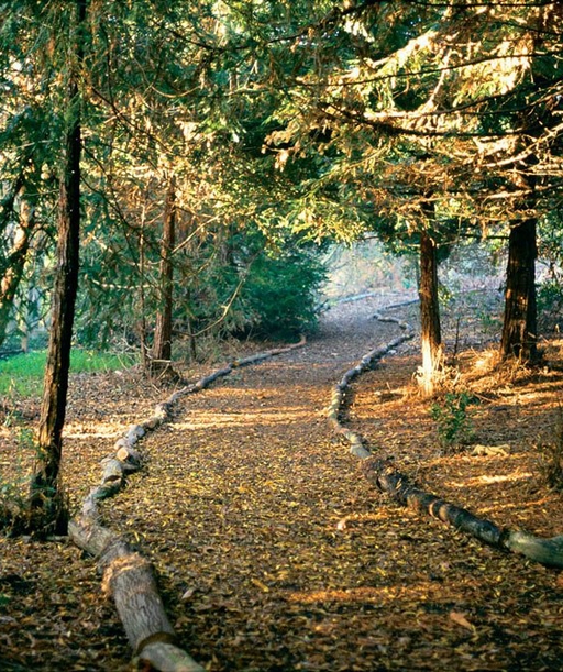 Redwood-Forest cover