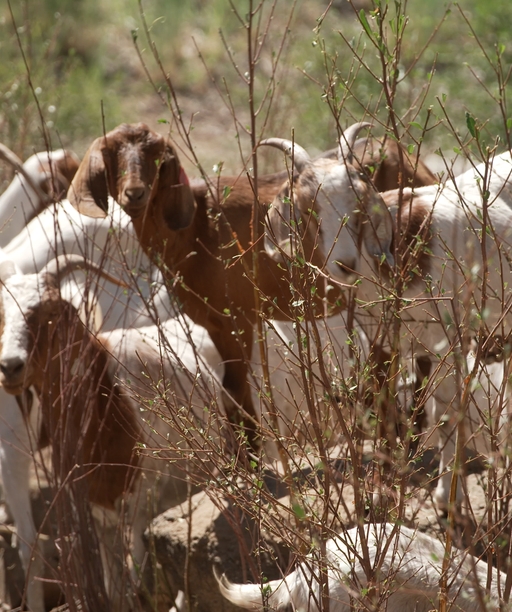 GOATS+003 cover