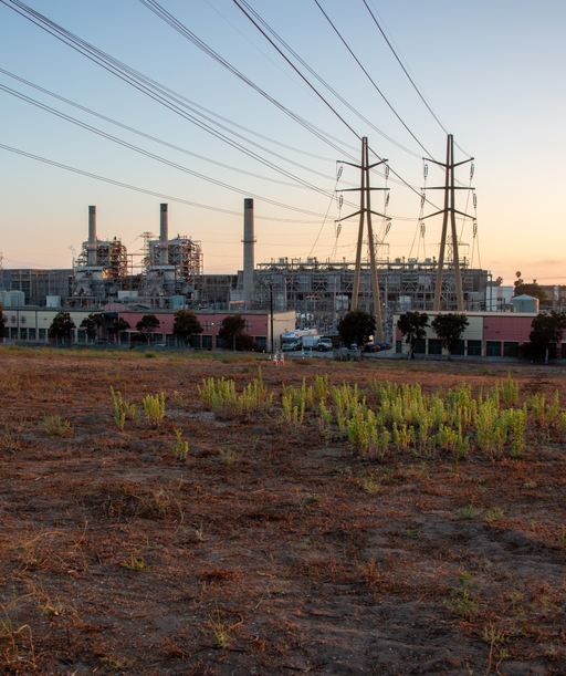 Plant+Power+Lines+Weeds cover