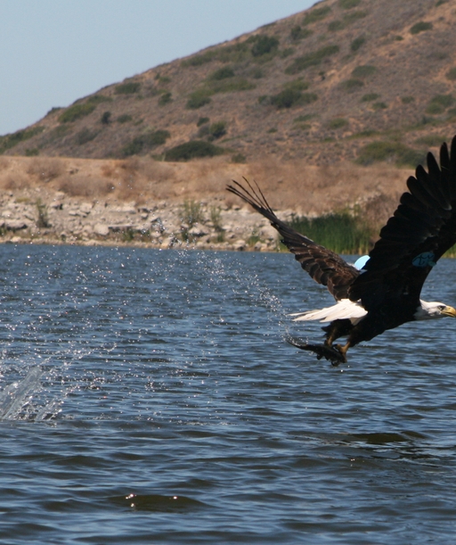 CatalinaEagle cover