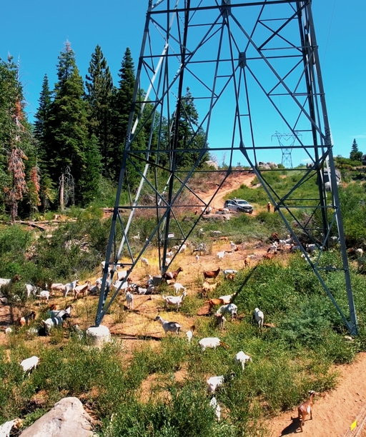 DV2023-046+Shaver+Lake+Goats10 cover