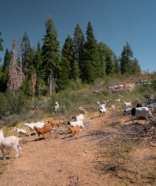 DV2023-046+Shaver+Lake+Goats9 cover