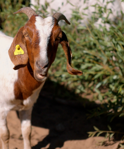 DV2023-046+Shaver+Lake+Goats3 cover