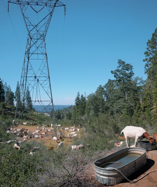 DV2023-046+Shaver+Lake+Goats2 cover