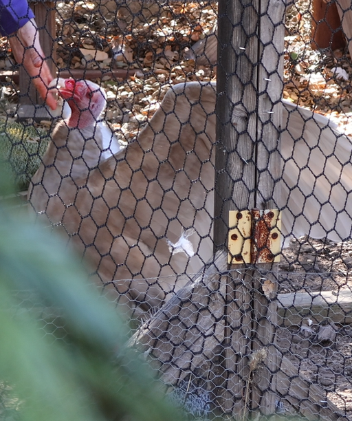 TURKEYVULTURE2 cover