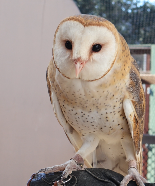 BARNOWL cover